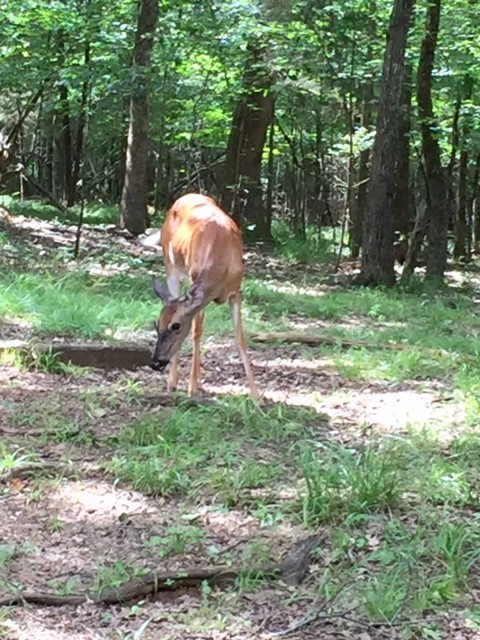 399 Coaling Road Charlotte, TN 37036 - Photo 30 of 32 a backyard of a house with table and chairs
