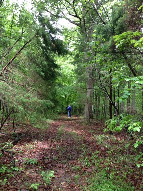399 Coaling Road Charlotte, TN 37036 - Photo 10 of 32 a backyard of a house with lots of green space