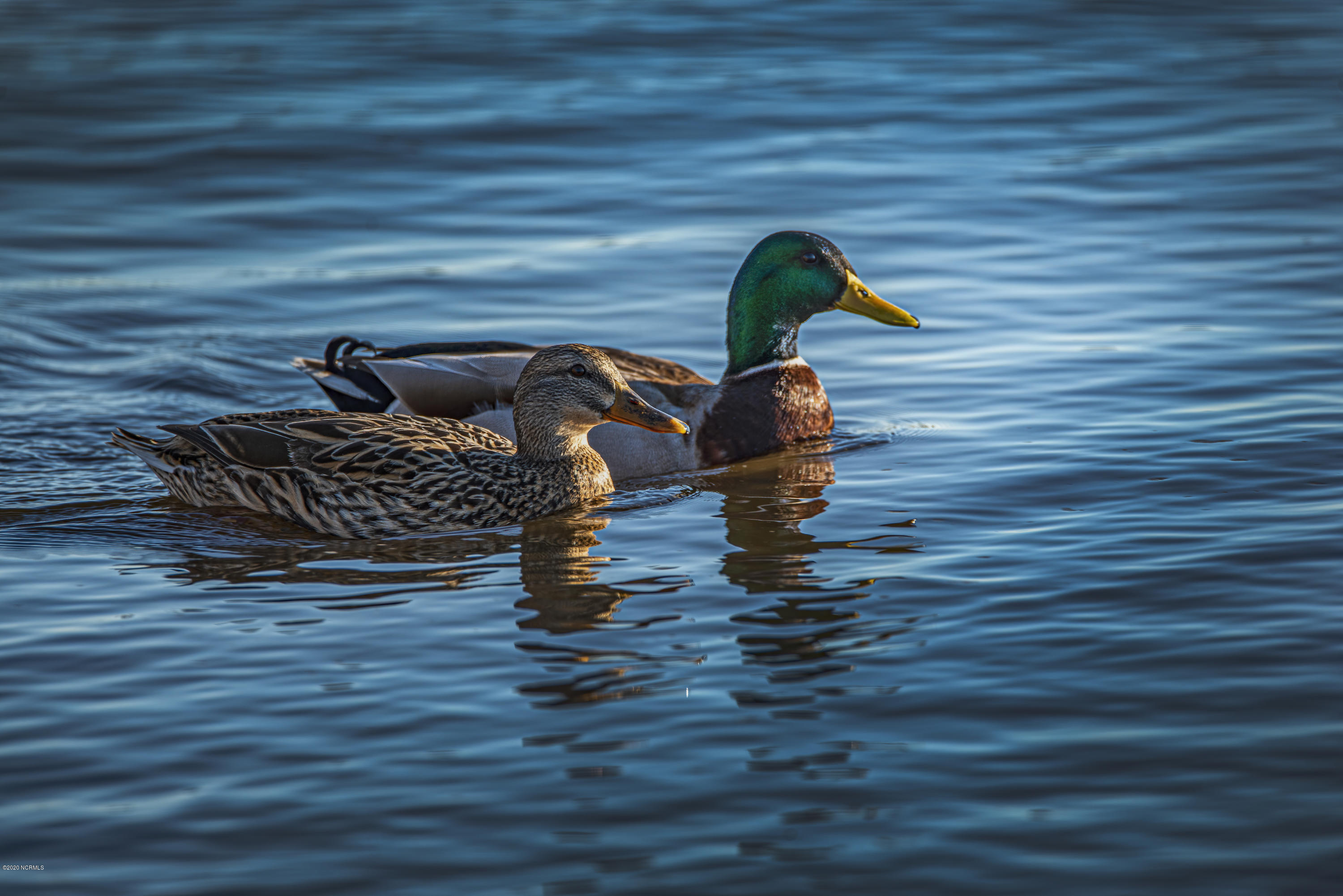 138 Bermuda View New Bern, NC 28560 - Photo 25 of 33 Ducks Swimming at Union Point Park Downtown New Bern