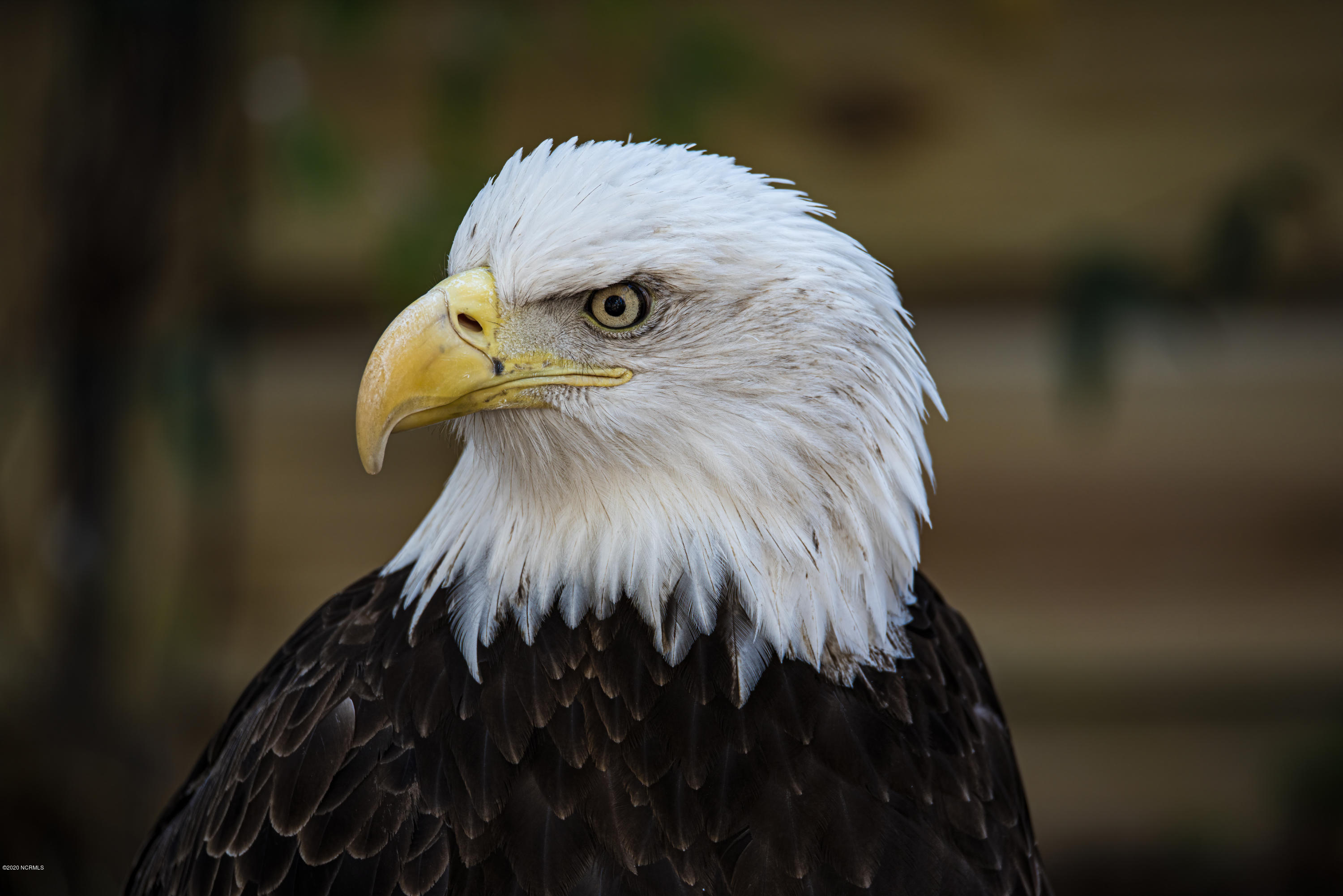 138 Bermuda View New Bern, NC 28560 - Photo 29 of 33 Bald Eagle in Pine Knoll Shores