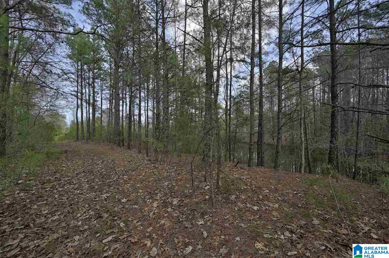 0 Mount Road Blountsville, AL 35031 - Photo 6 of 17