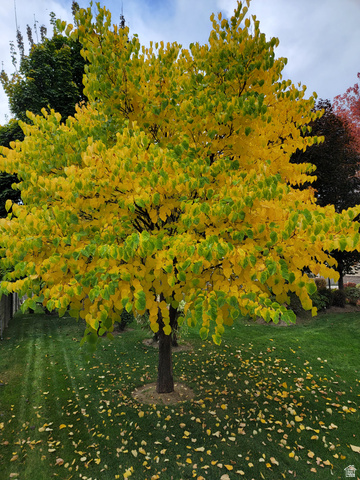 650 East Center Street Alpine, UT 84004 - Photo 35 of 38 Vibrant Fall colors in back yard