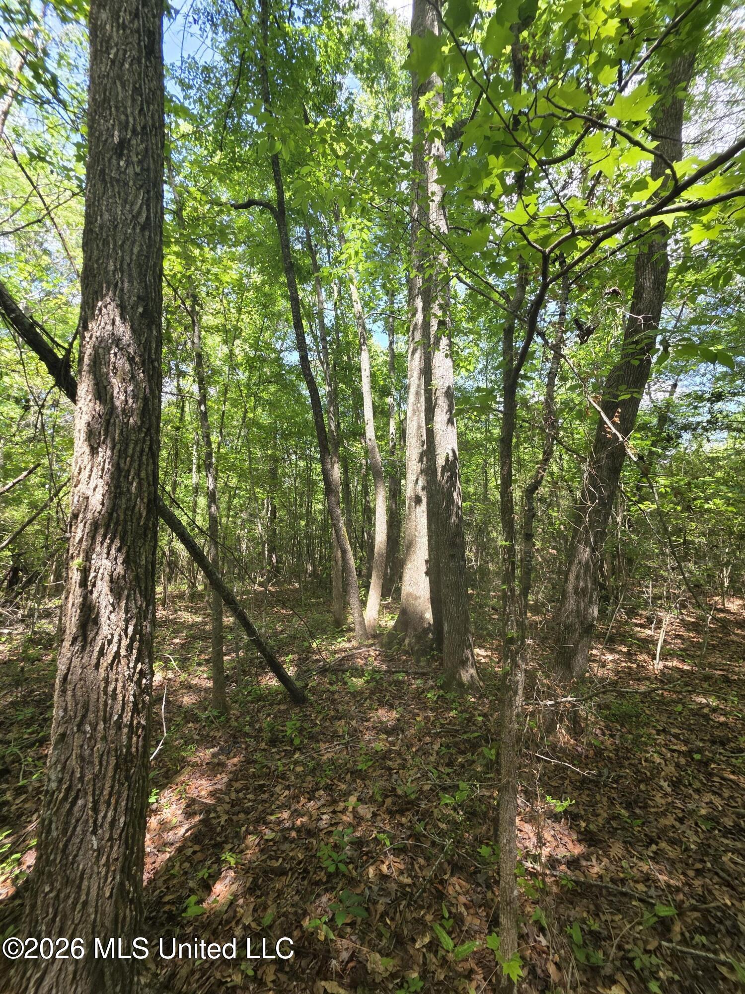 1004 Zone Road Magnolia, MS 39652 - Photo 11 of 22 30601