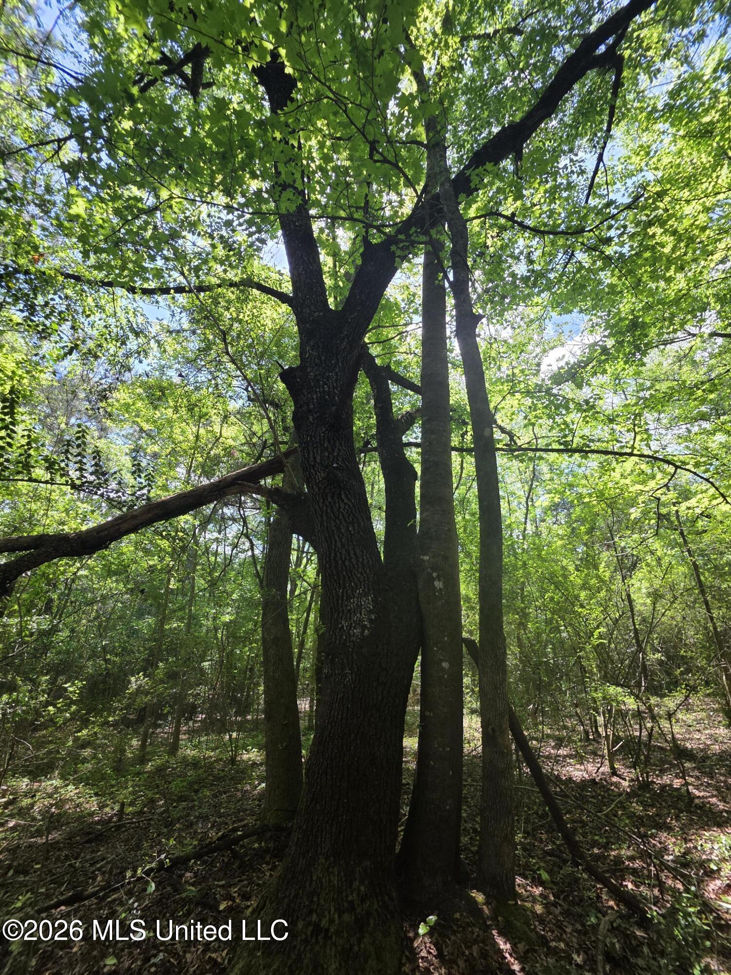 1004 Zone Road Magnolia, MS 39652 - Photo 12 of 22 30608