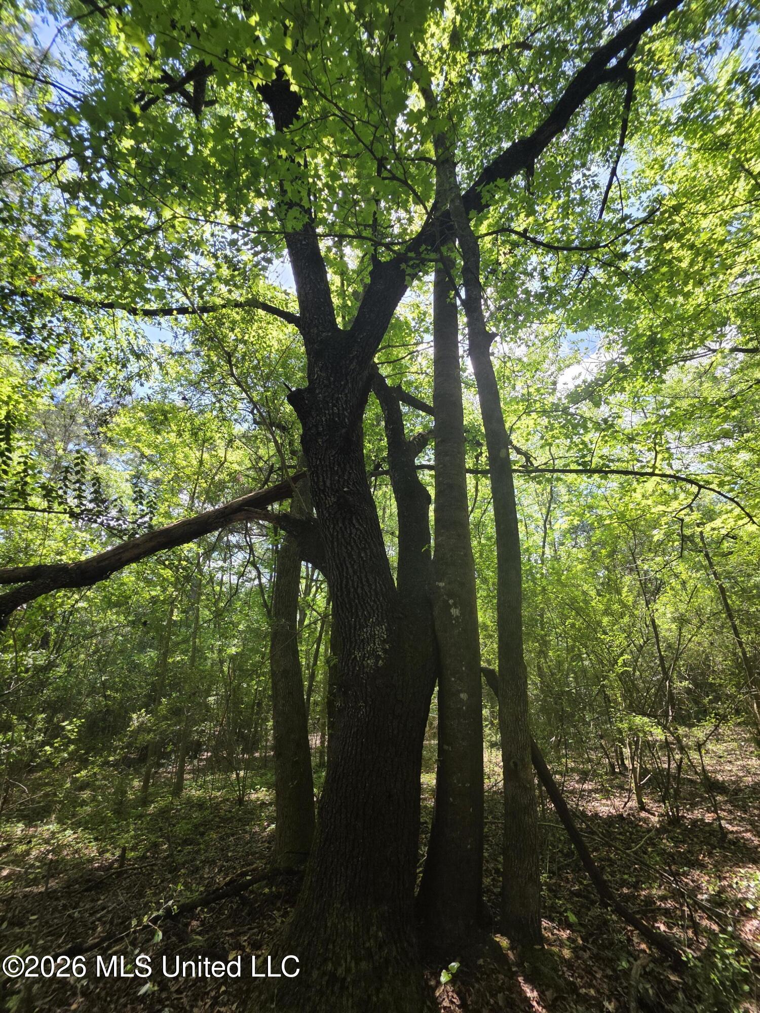 1004 Zone Road Magnolia, MS 39652 - Photo 13 of 22 30609