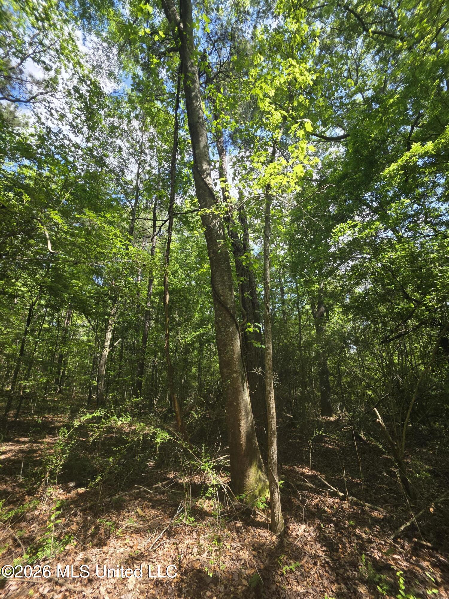 1004 Zone Road Magnolia, MS 39652 - Photo 15 of 22 30616