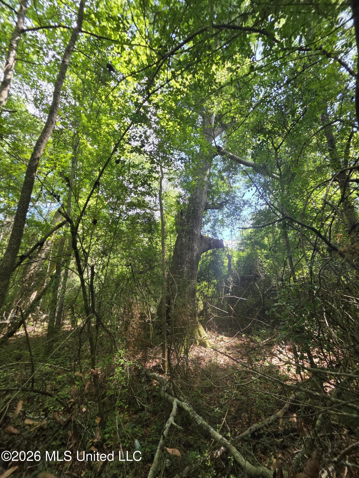 1004 Zone Road Magnolia, MS 39652 - Photo 16 of 22 30619
