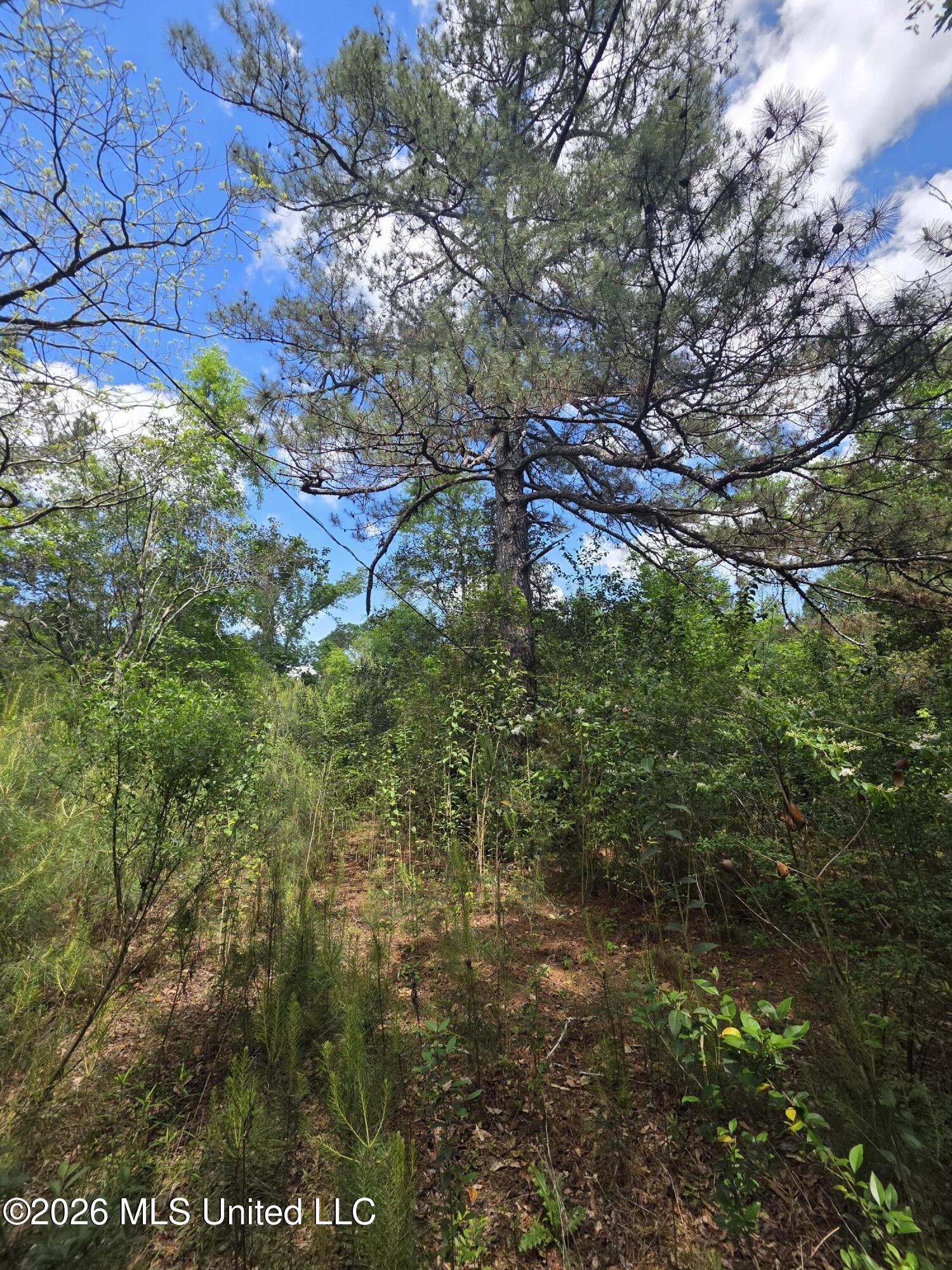 1004 Zone Road Magnolia, MS 39652 - Photo 2 of 22 30572