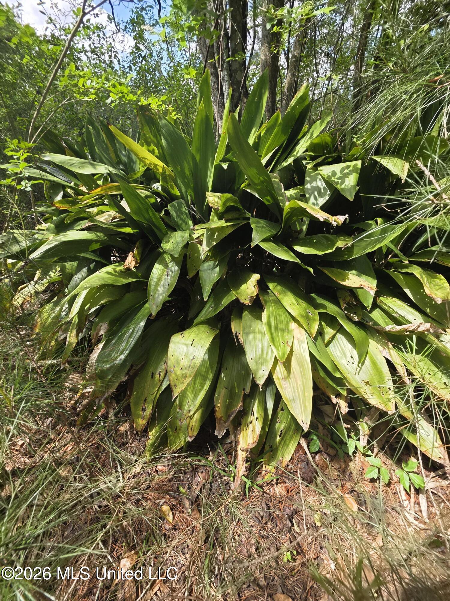 1004 Zone Road Magnolia, MS 39652 - Photo 3 of 22 30574