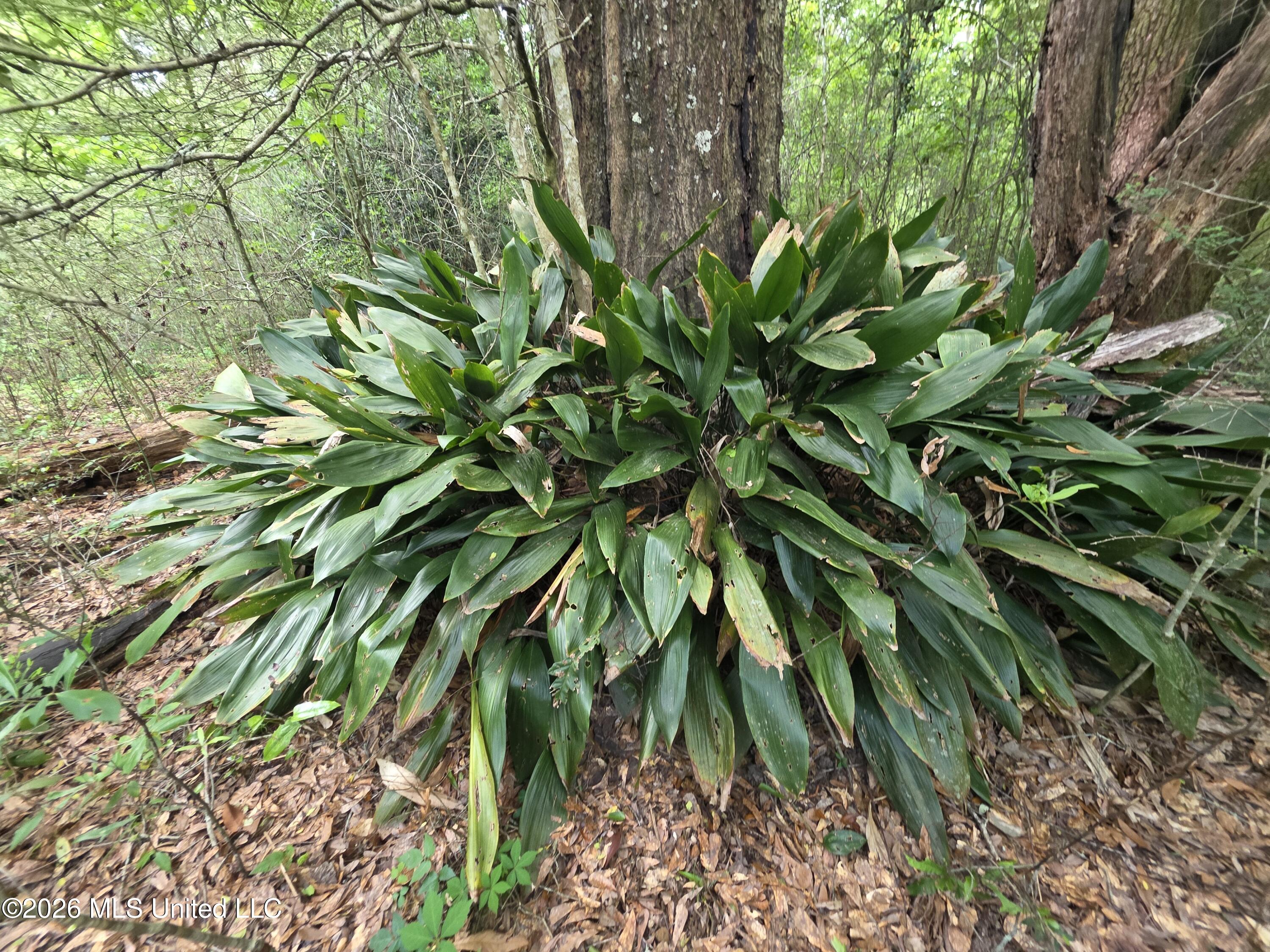 1004 Zone Road Magnolia, MS 39652 - Photo 4 of 22 30579
