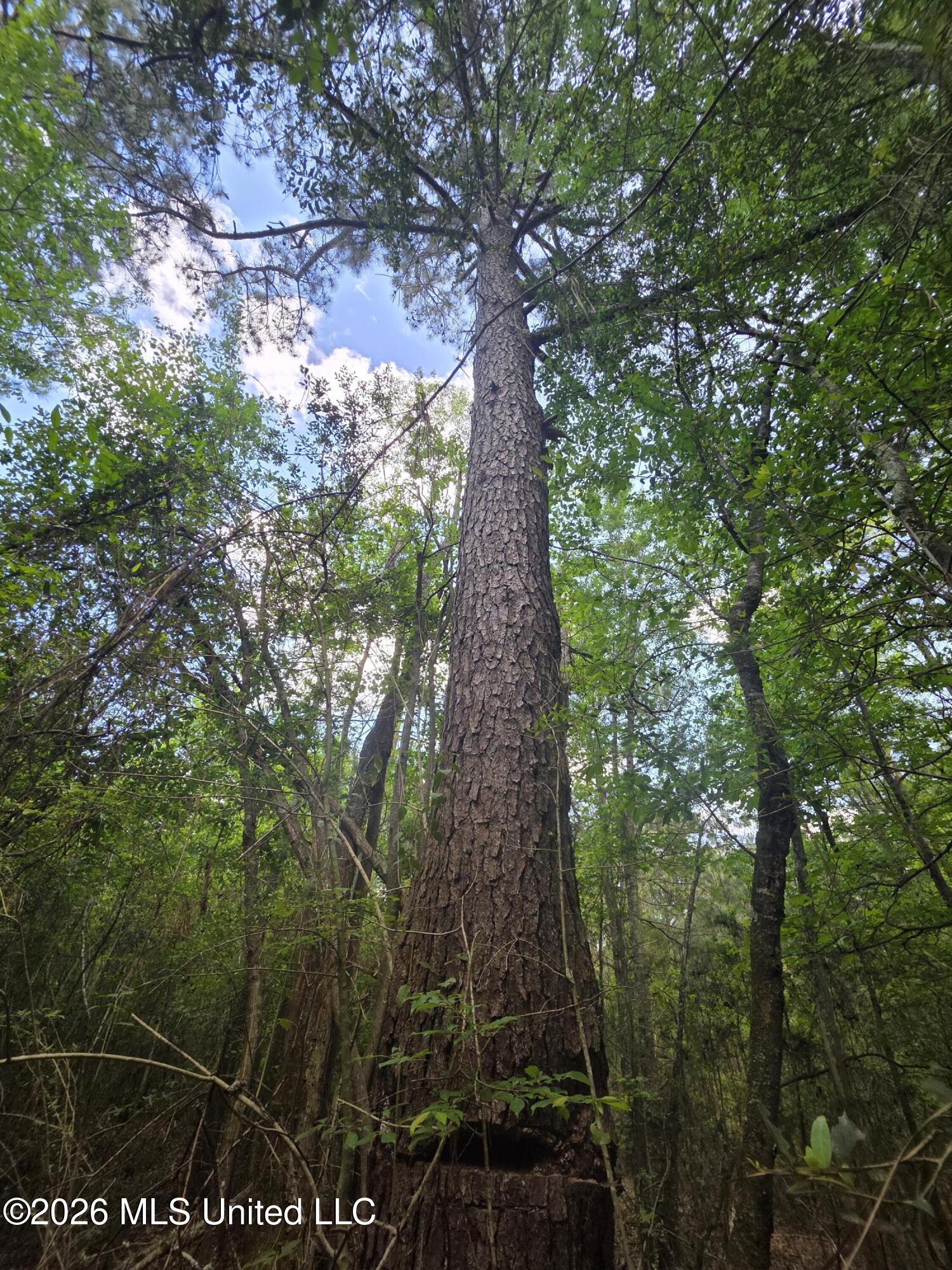 1004 Zone Road Magnolia, MS 39652 - Photo 10 of 22 30599