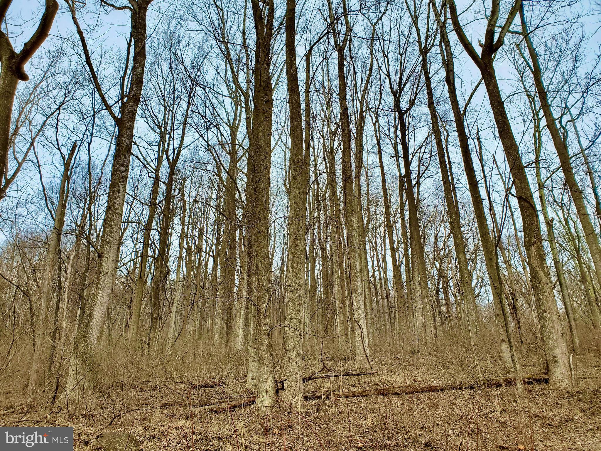 Harris Hollow Road Washington, VA 22747 - Photo 6 of 15