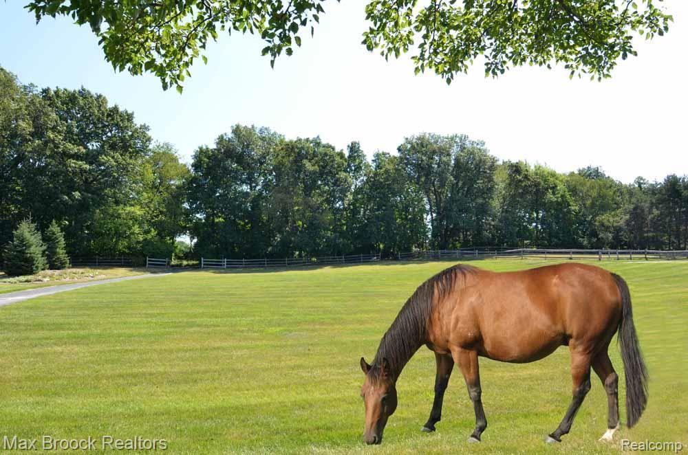 8687 Allen Road Clarkston, MI 48348 - Photo 67 of 68 DSC_2900horse.jpg