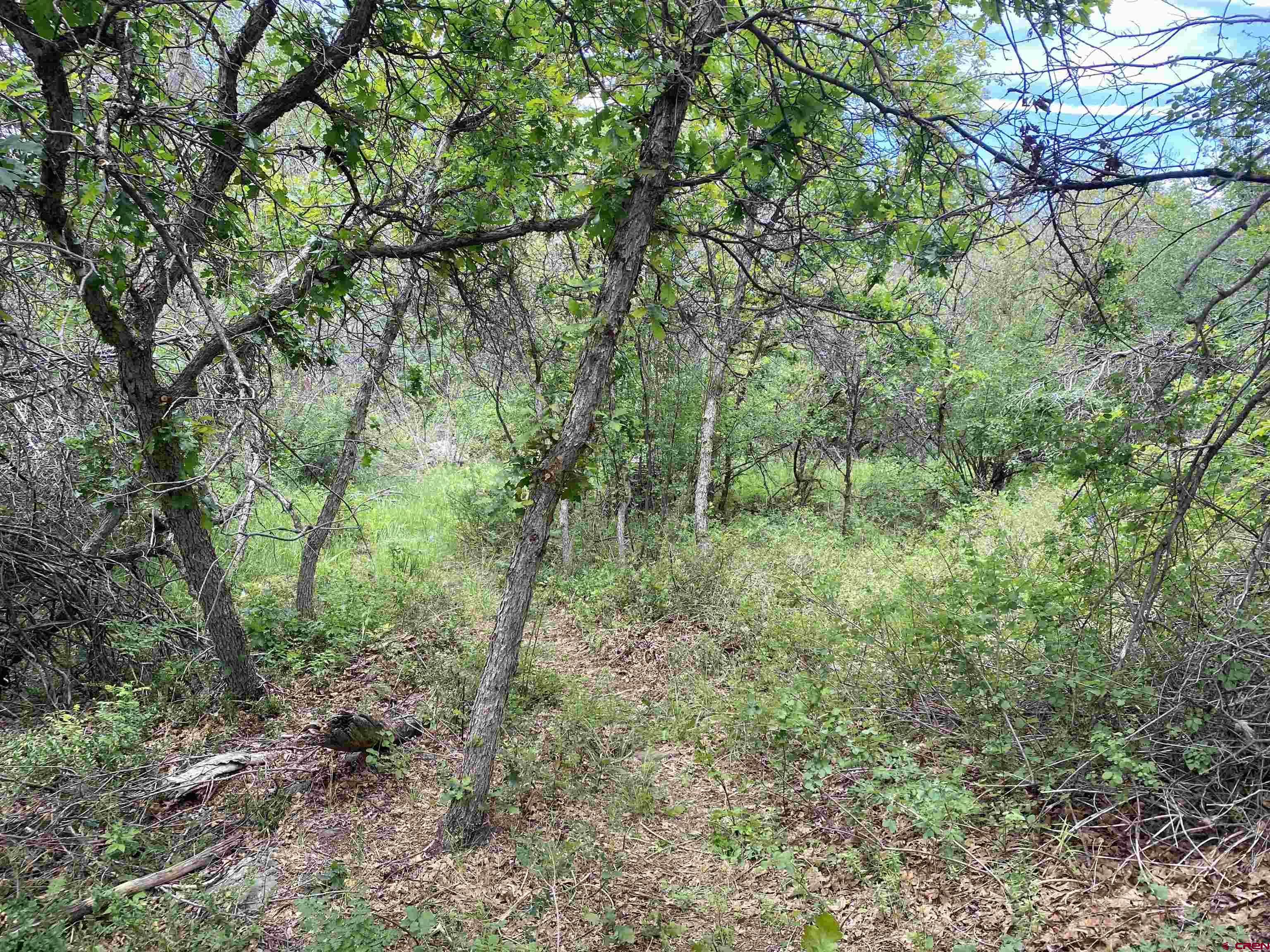 2115 2500th Drive Cedaredge, CO 81413 - Photo 11 of 18