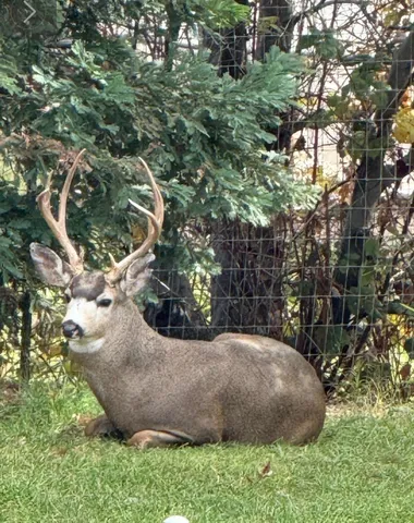 a view of a trees in a yard
