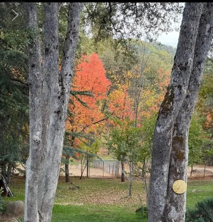 a view of a yard with wooden fence