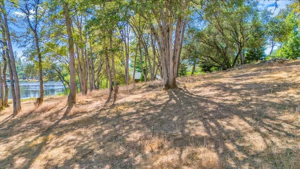 a view of a forest with trees