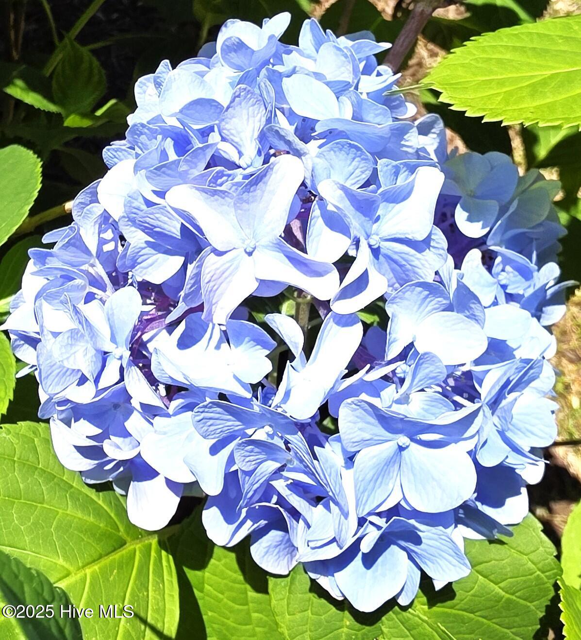1700 Green Springs Road New Bern, NC 28560 - Photo 36 of 42 More Flowers