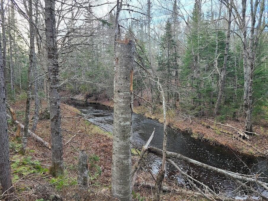 Lot 6 Estabrook Road Amity, ME 04471 - Photo 4 of 23 20211026_160146
