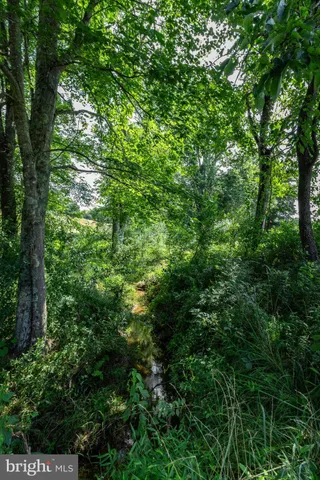 a view of a lush green forest
