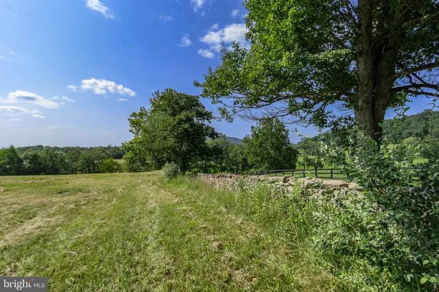 a view of a lush green space
