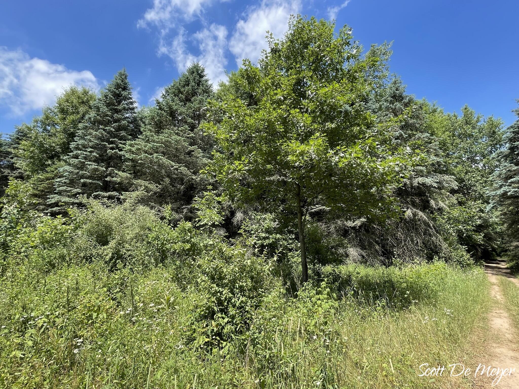 3147 Westbrook Road Ionia, MI 48846 - Photo 24 of 24 IMG_6947