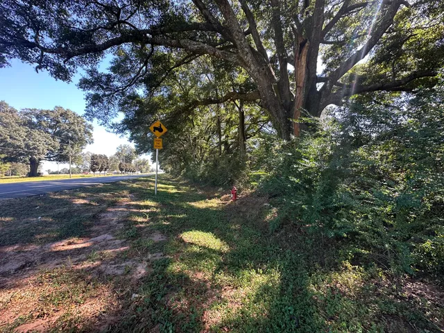 a view of a yard in a forest