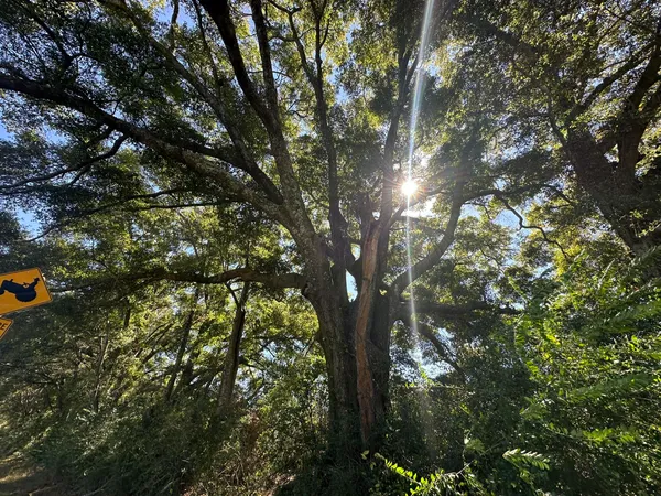 $49,900 | Lot 2 St Highway, Jay, FL 32565