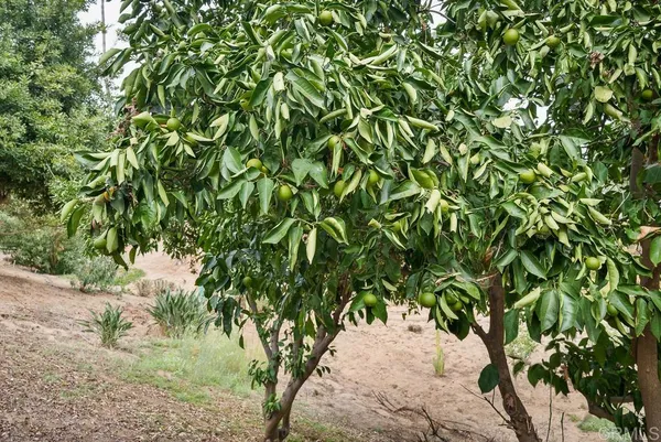 a view of a tree in a yard