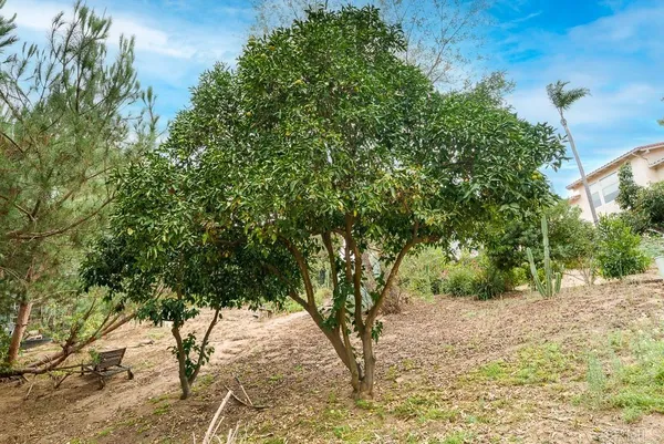 a view of a yard with plants
