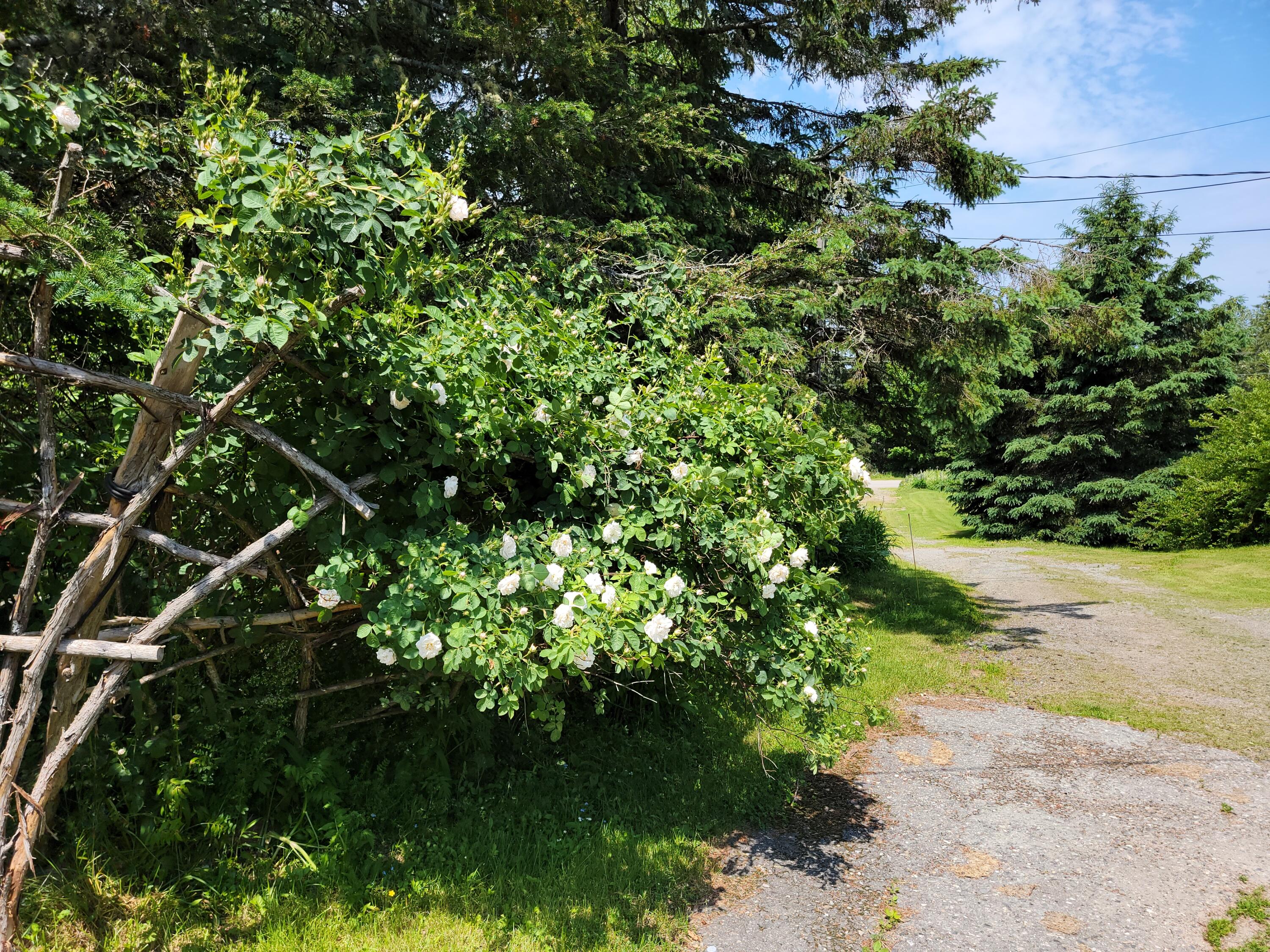 33 Gin Cove Road Perry, ME 04667 - Photo 47 of 49 20220627_112158