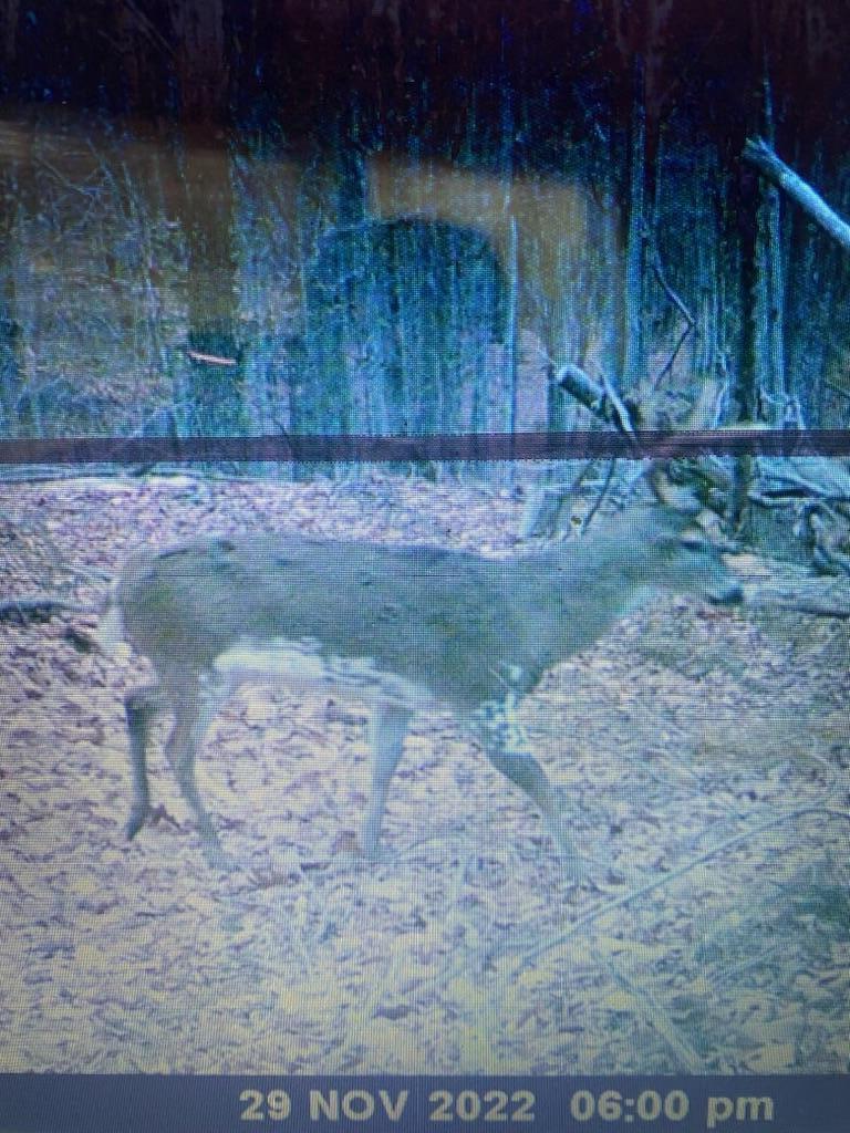 0 Seas Branch Road Morehead, KY 40351 - Photo 10 of 18 IMG_5908