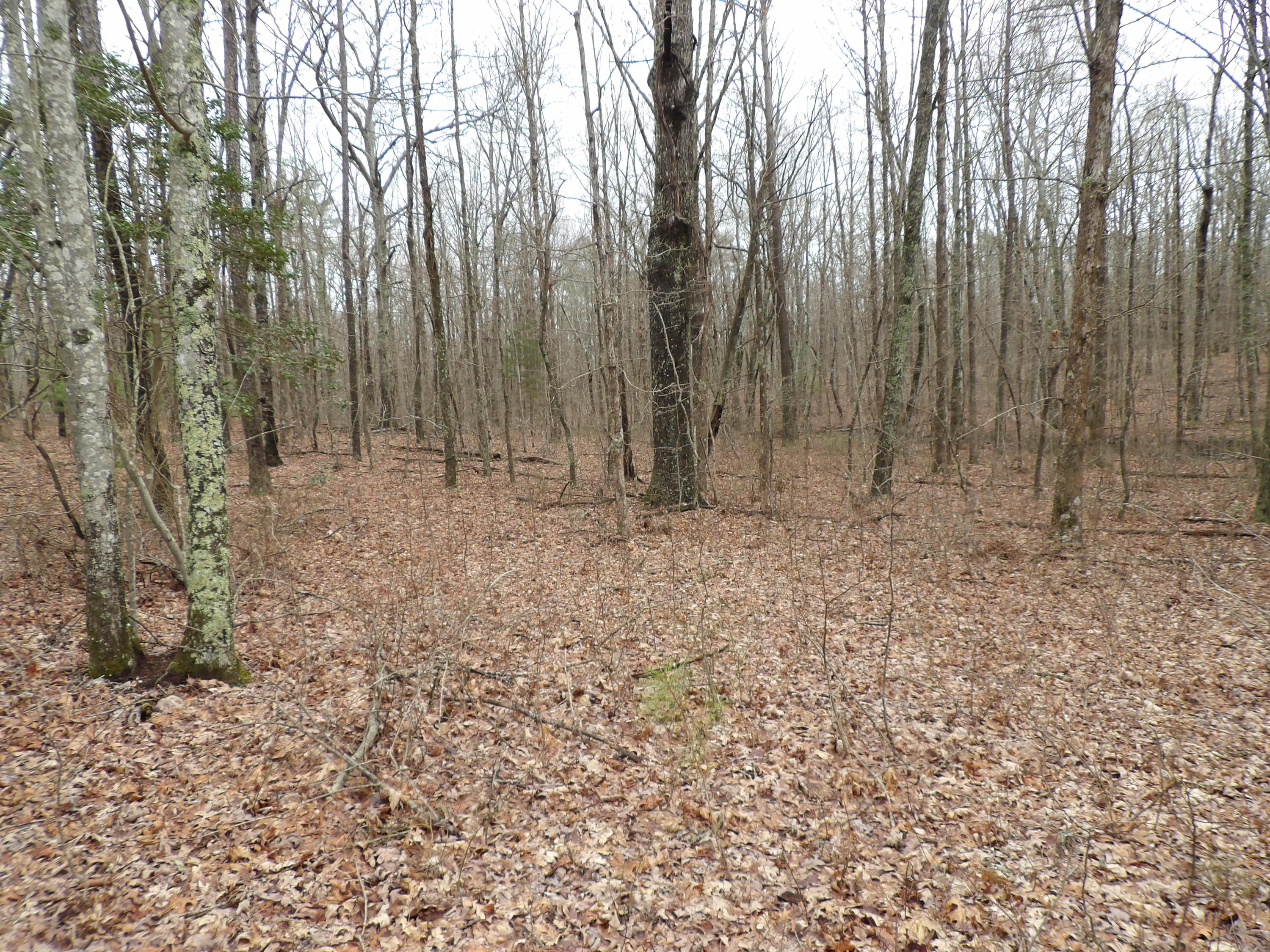 229 Jason Road Pikeville, TN 37367 - Photo 34 of 42 100_0817