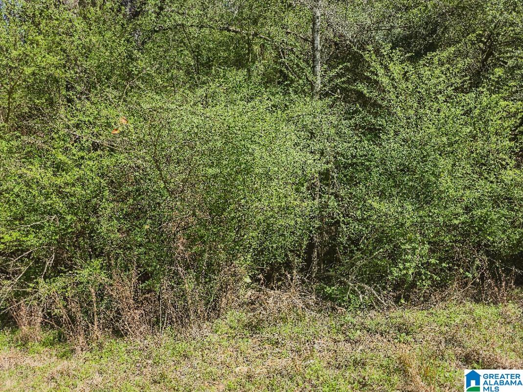 0 Pike Hill Road Ashville, AL 35953 - Photo 10 of 22