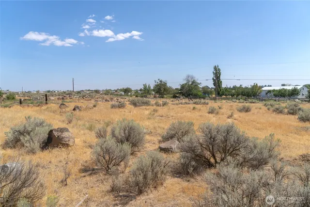 a view of a dry yard with large trees