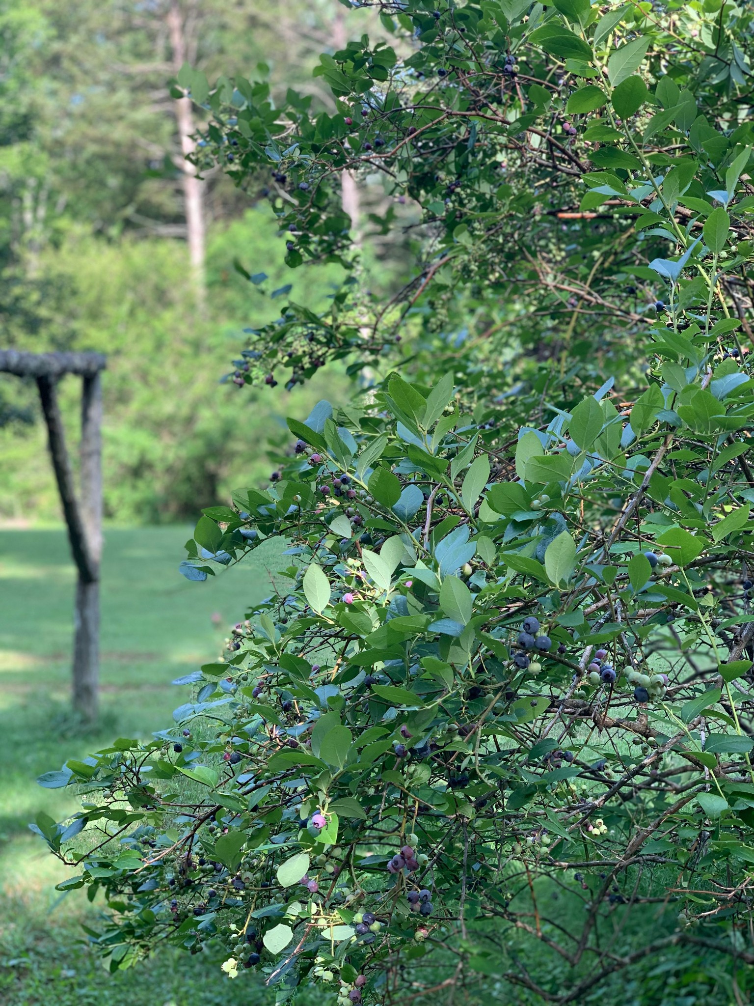 7061 East Plunders Creek Road Dickson, TN 37055 - Photo 22 of 60