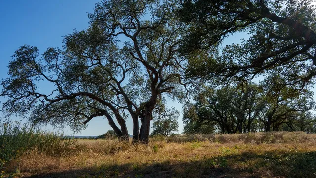 a view of a yard with a tree