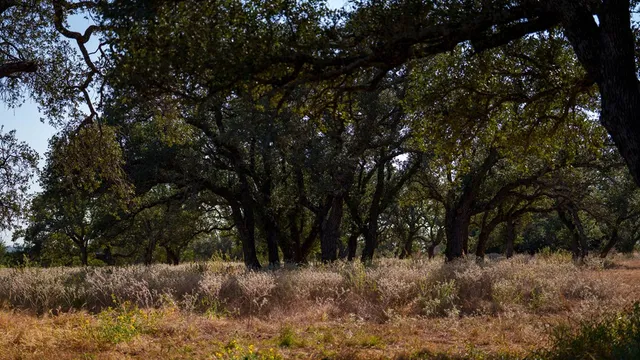 a view of a forest covered with trees