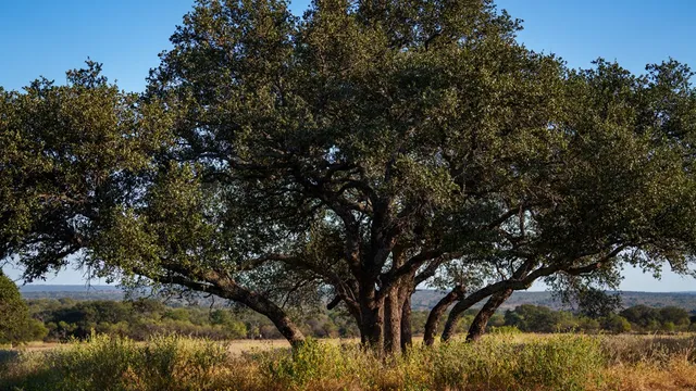 a view of a tree in a field of grass and trees