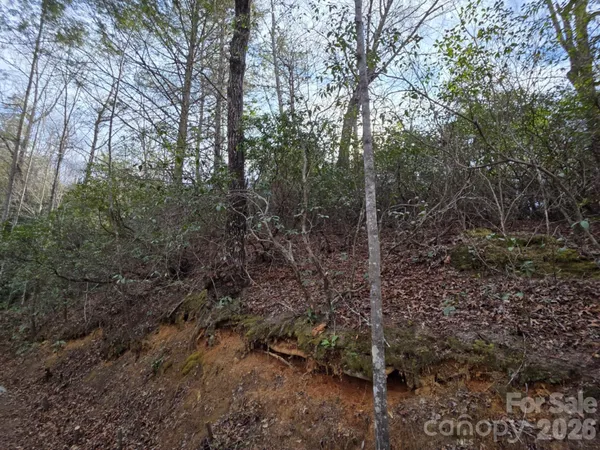 a view of a forest with trees
