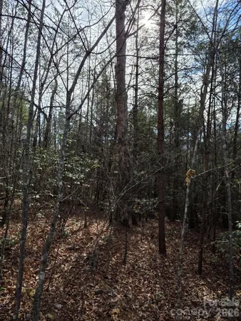 a view of a forest with trees in the background
