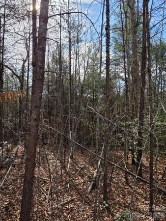 a view of forest