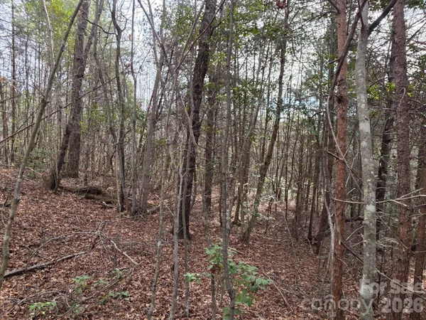 a view of a forest that has a tree