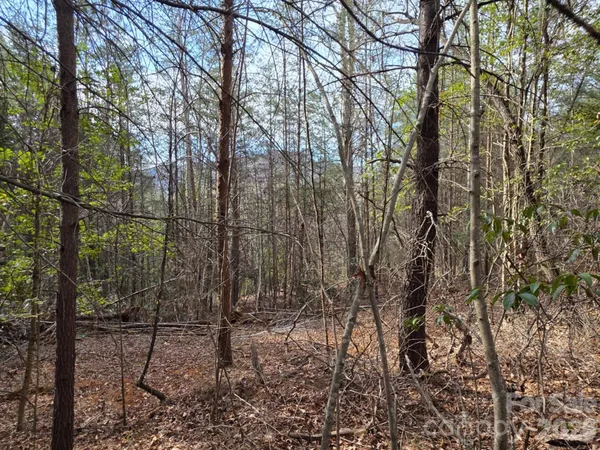 a view of a forest