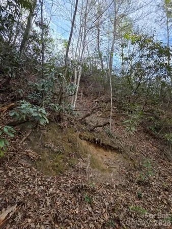 a view of a forest with trees