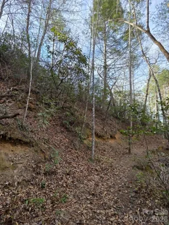 a view of a forest with trees