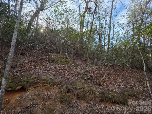 a view of a forest with trees in the background