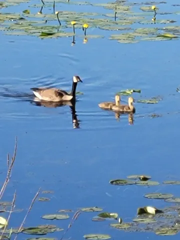 $299,900 | W6641 North Lakeshore Drive, Sugar Creek, WI 53121