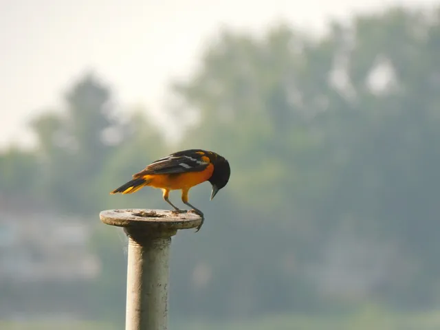 $299,900 | W6641 North Lakeshore Drive, Sugar Creek, WI 53121