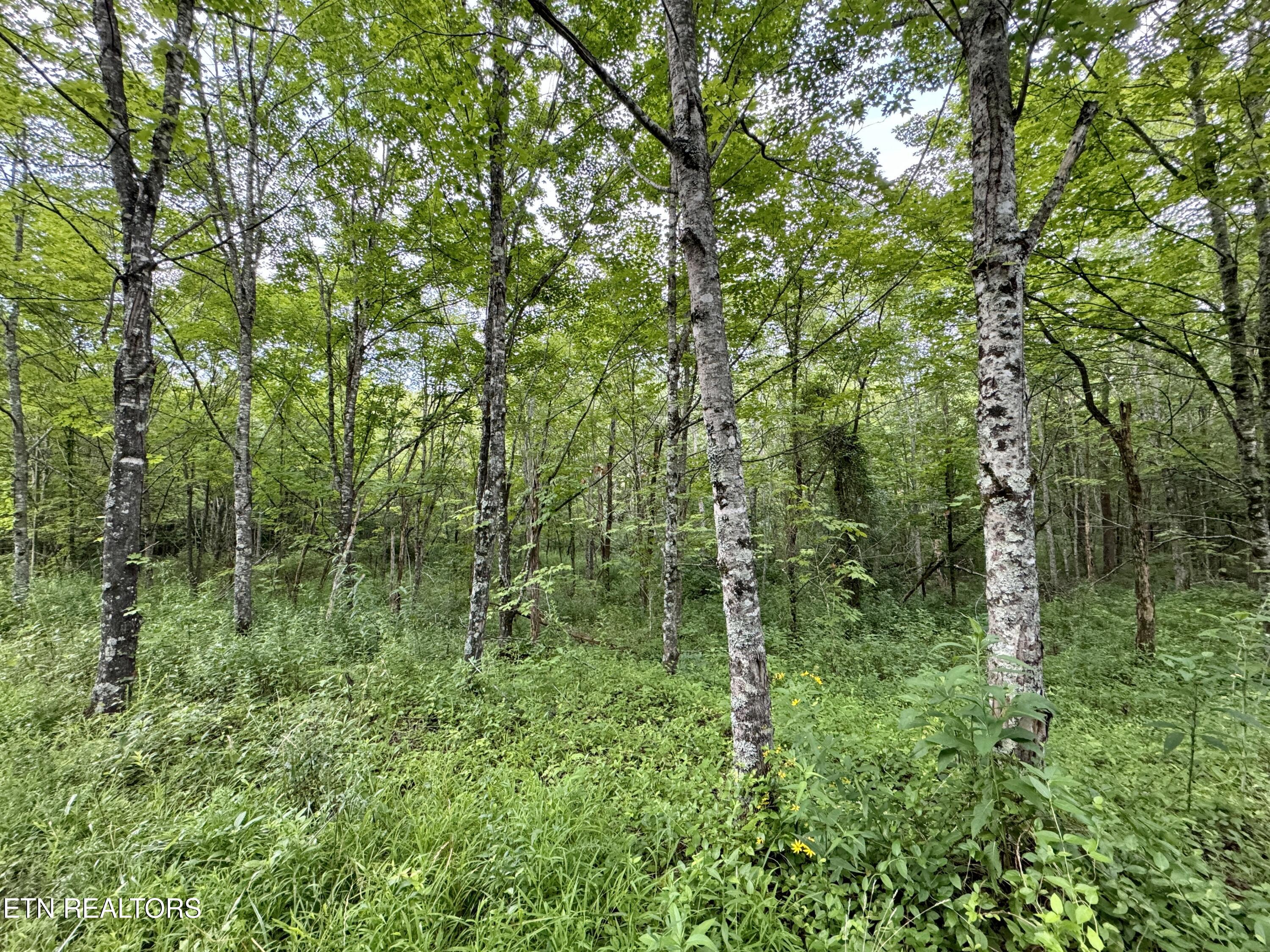 Smith Creek Road Oneida, TN 37841 - Photo 15 of 42 15